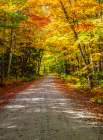 USA-New England-Maine-Wild River gravel road lined with Fall colored Birch and Maple trees Art Print